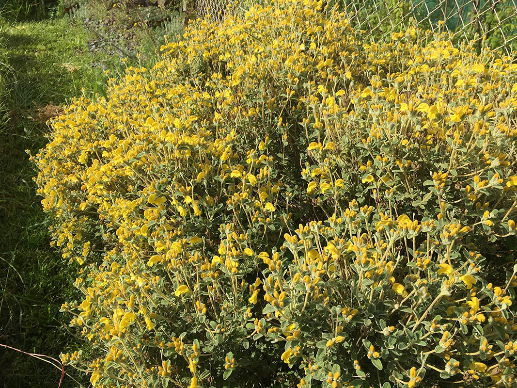 Phlomis lanata